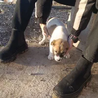 سگ گله|سگ|قلندر آباد, |دیوار