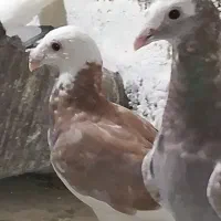 کبوتر پلاکی