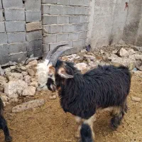 فروش دو راس بز و کهره های چاق و بره|حیوانات مزرعه|مرودشت, ده بید|دیوار