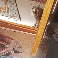 گربه پرشین تورترایس|گربه|مراغه, |دیوار