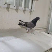 کبوتر پرشی|پرنده|گرگان, |دیوار