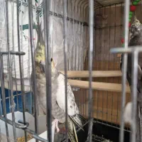 عروس هلندی نروماده