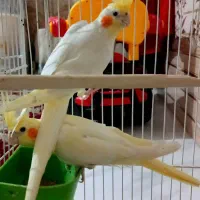 عروس هلند|پرنده|کردکوی, |دیوار