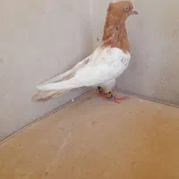 ۳عدد کفتر کله زرد سوسکی و