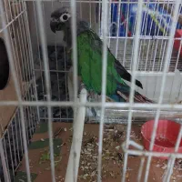 گل (پرنده)|گل و گیاه طبیعی|چناران, |دیوار