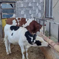 سیمینتال وهلشتاین|حیوانات مزرعه|چهاردولی, |دیوار