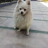 سگ  پامرا  جنسیت نر سایز ۲|سگ|هشتگرد, تهران دشت|دیوار