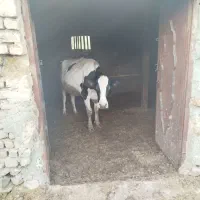 دوراس گاو تازه آوستن جوان شکم دوم ،سوم