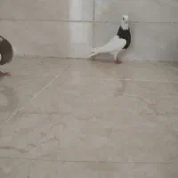 جفت ماده طوقی|پرنده|شوشتر, |دیوار