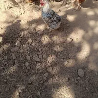 فروش مرغ لری|حیوانات مزرعه|خرقان, |دیوار