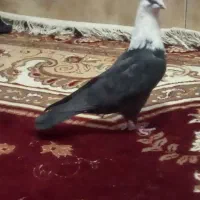 کفتر مخمل|پرنده|شیراز, شاپورجان|دیوار