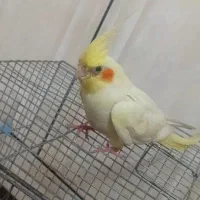 عروس هلندی
