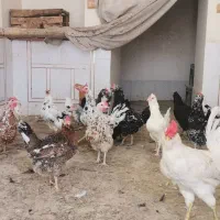 مرغ و جوجه|حیوانات مزرعه|خمینی‌شهر, |دیوار