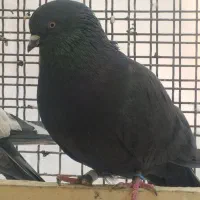 کفتر زاغ|پرنده|تهران, شهرک رضویه|دیوار