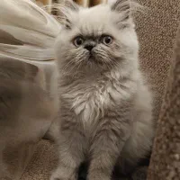 گربه هیمالین بریتیش|گربه|رشت, نیکمرام|دیوار