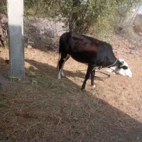 گوساله‌چاق‌داشتی‌گوشتی‌گاوجنس‌خوب‌بازدید‌راونگ|حیوانات مزرعه|میناب, |دیوار