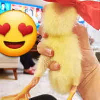 اردک|حیوانات مزرعه|اراک, |دیوار