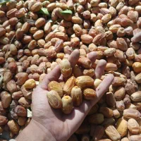 فروش خرما قصر|عمدهفروشی|سرپل ذهاب, |دیوار