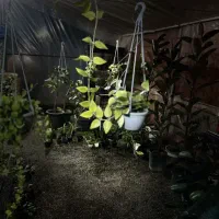 گل آپارتمانی هویا|گل و گیاه طبیعی|سلفچگان, |دیوار