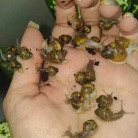 حلزون|خزنده|اهواز, زیتون کارمندی|دیوار