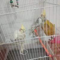 سلام عروس هلندی جفت
