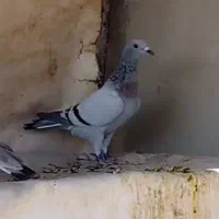 دو عدد کبوتر موریس دلبر