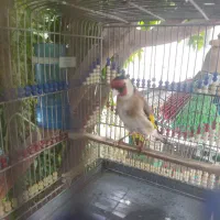 سهره جوجه پارسال تازه صاف