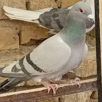 بچه کفتر کاغذی|پرنده|حمیدیا, |دیوار