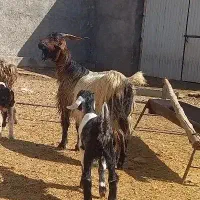 بز کهره دار|حیوانات مزرعه|کازرون, |دیوار