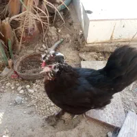 مرغ سلطان ونیمچه مرغ