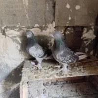 جفت ترکیه نرو ماده|پرنده|میاندوآب, |دیوار