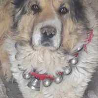 سگ نگهبان قدرجونی قهدریجانی سرابی قفقازی