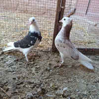 کبوتر شازده