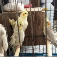 طوطی عروس|پرنده|ساوه, |دیوار