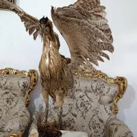 پرنده دکوری|مجسمه، تندیس، ماکت|بوکان, |دیوار