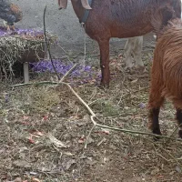 یک بز ماده پاکستانی اصل سالم سالم سالم|حیوانات مزرعه|مشهد, امیرآباد|دیوار