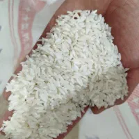 برنج دانه بلند دانه کوتاه رسید