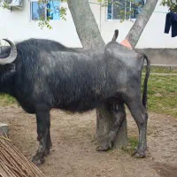 گاو گاومیش شکم دار  همراه گوساله