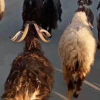 تقلی وکاوربره