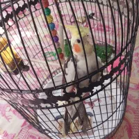 عروس هلندی نر