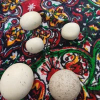 سنگ اسیاب الماس