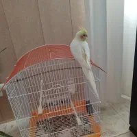 عروس هلندی۷ماهه|پرنده|هشتگرد, تهران دشت|دیوار