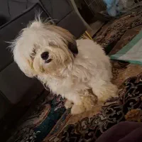 سگ شیتزو|سگ|سبزوار, علمدار|دیوار