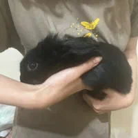 واگذاری خرگوش|موش و خرگوش|شیراز, غدیر شمالی|دیوار