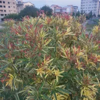 نیازیک پرستار خانم تمام وقت