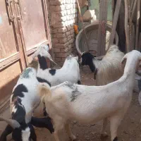 بزوبزغاله