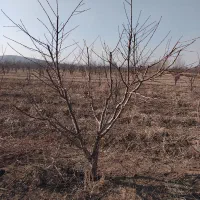 سلام هرس درخت سیب وهلو وغیره|خدمات باغبانی و درختکاری|تخت سلیمان, |دیوار