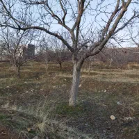 فروش باغ گردو