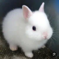 خرگوش بازیگوش