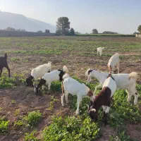 فروش بز و کهره|حیوانات مزرعه|شیراز, ظفرآباد|دیوار